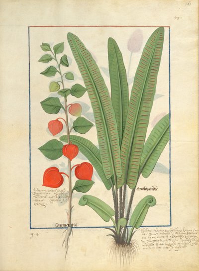 Physalis (left) Illustration from the Book of Simple Medicines by Mattheaus Platearius 161r by Robinet Testard